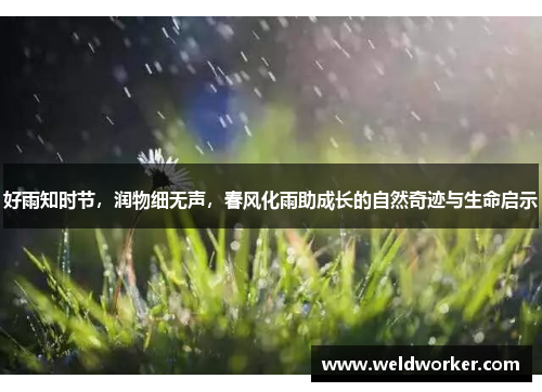 好雨知时节，润物细无声，春风化雨助成长的自然奇迹与生命启示