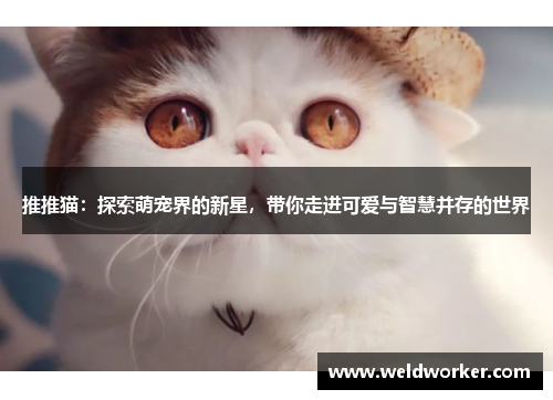 推推猫：探索萌宠界的新星，带你走进可爱与智慧并存的世界